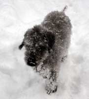Bedlington terrier snow