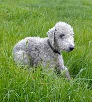 Bedlingotn Terrier field