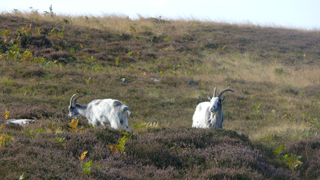 Goats on Yeavering Bell